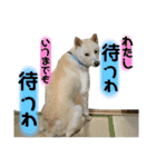 白柴のはちくん②（個別スタンプ：12）