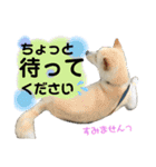 白柴のはちくん②（個別スタンプ：13）