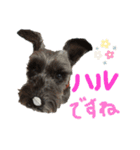 黒シュナのハルさん（個別スタンプ：4）