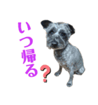 黒シュナのハルさん（個別スタンプ：6）