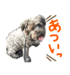 黒シュナのハルさん（個別スタンプ：8）