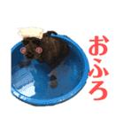 黒シュナのハルさん（個別スタンプ：10）