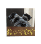 黒シュナのハルさん（個別スタンプ：11）