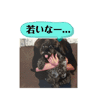 黒シュナのハルさん（個別スタンプ：12）