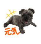 黒シュナのハルさん（個別スタンプ：15）