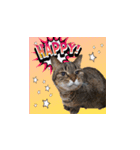 うちの猫シリーズ2.1（個別スタンプ：1）