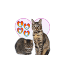 うちの猫シリーズ2.1（個別スタンプ：5）
