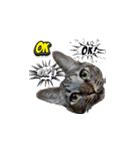 うちの猫シリーズ2.1（個別スタンプ：8）