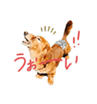 ダックスフンドのたいちくん❤︎（個別スタンプ：2）