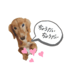 ダックスフンドのたいちくん❤︎（個別スタンプ：4）