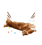 ダックスフンドのたいちくん❤︎（個別スタンプ：8）