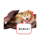 ばたお家のらんちゃん（個別スタンプ：1）