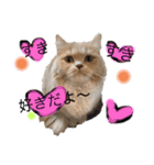 猫ねこ大好きスタンプ（個別スタンプ：1）