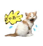 猫ねこ大好きスタンプ（個別スタンプ：2）