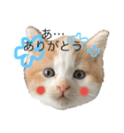 猫ねこ大好きスタンプ（個別スタンプ：4）