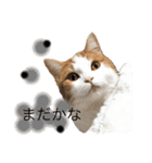 猫ねこ大好きスタンプ（個別スタンプ：5）