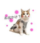 猫ねこ大好きスタンプ（個別スタンプ：10）
