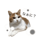 猫ねこ大好きスタンプ（個別スタンプ：12）