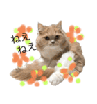 猫ねこ大好きスタンプ（個別スタンプ：13）