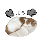 猫ねこ大好きスタンプ（個別スタンプ：14）