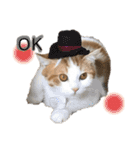 猫ねこ大好きスタンプ（個別スタンプ：16）