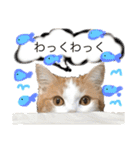 猫ねこ大好きスタンプ（個別スタンプ：18）