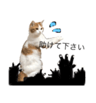 猫ねこ大好きスタンプ（個別スタンプ：20）
