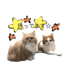 猫ねこ大好きスタンプ（個別スタンプ：21）
