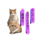 猫ねこ大好きスタンプ（個別スタンプ：22）
