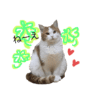 猫ねこ大好きスタンプ（個別スタンプ：23）
