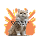 猫ねこ大好きスタンプ（個別スタンプ：24）