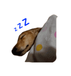 ハローロッキーくん（個別スタンプ：3）