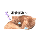 ミー太とちゃちゃ丸（個別スタンプ：2）