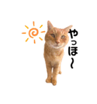 ミー太とちゃちゃ丸（個別スタンプ：4）