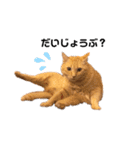 ミー太とちゃちゃ丸（個別スタンプ：10）