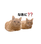 ミー太とちゃちゃ丸（個別スタンプ：11）