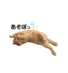 ミー太とちゃちゃ丸（個別スタンプ：12）