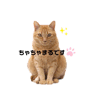 ミー太とちゃちゃ丸（個別スタンプ：13）