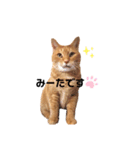 ミー太とちゃちゃ丸（個別スタンプ：14）