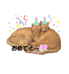 ミー太とちゃちゃ丸（個別スタンプ：16）