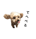 おむつ犬 くるた（個別スタンプ：1）