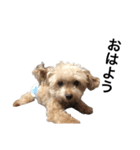 おむつ犬 くるた（個別スタンプ：6）
