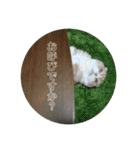我が家のにゃんこさん（個別スタンプ：3）