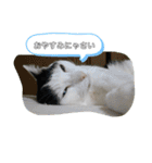 我が家のにゃんこさん（個別スタンプ：5）