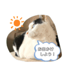 我が家のにゃんこさん（個別スタンプ：6）