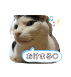 我が家のにゃんこさん（個別スタンプ：9）