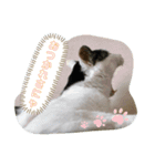 我が家のにゃんこさん（個別スタンプ：11）