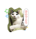我が家のにゃんこさん（個別スタンプ：13）