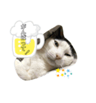 我が家のにゃんこさん（個別スタンプ：15）