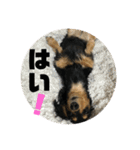 ちくわスタンプ②（個別スタンプ：15）